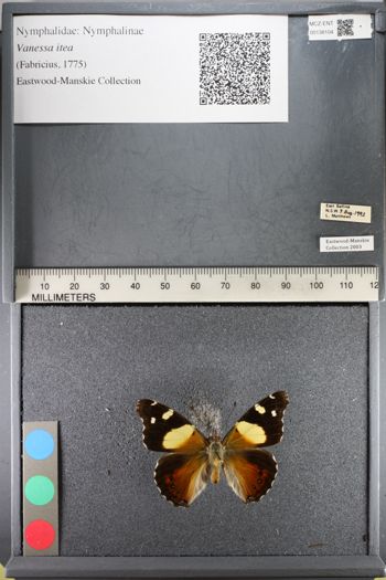 Media type: image;   Entomology 138104